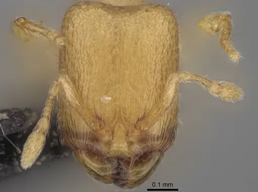 Carebara creolei specimen CASENT0060719 image casent0060719_2