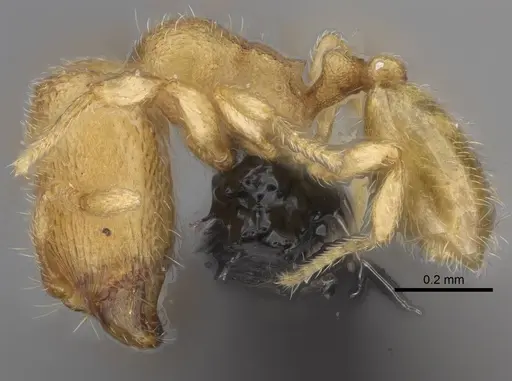 Carebara creolei specimen CASENT0060719 image casent0060719_3