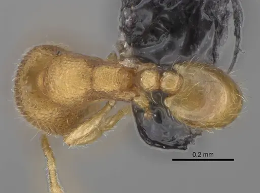 Carebara creolei specimen CASENT0160368 image casent0160368_1