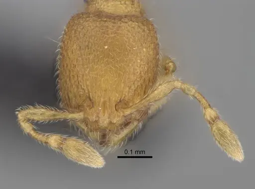 Carebara creolei specimen CASENT0160368 image casent0160368_2