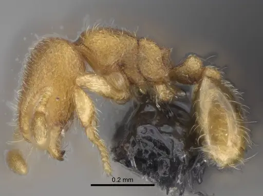Carebara creolei specimen CASENT0160368 image casent0160368_3
