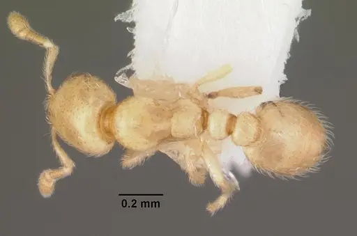 Carebara crigensis specimen CASENT0102359 image casent0102359_1