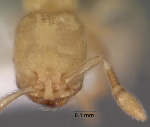 Carebara crigensis specimen CASENT0102359 image casent0102359_2