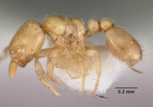 Carebara crigensis specimen CASENT0102359 image casent0102359_3