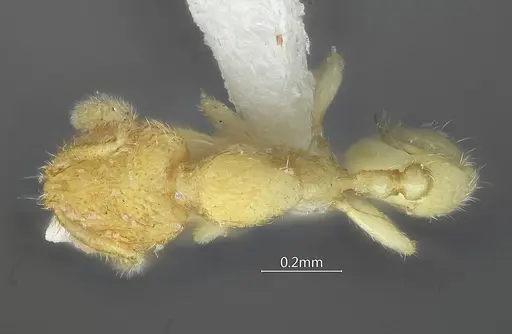 Carebara curvispina specimen ANTWEB1060557 image antweb1060557_1