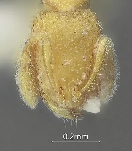 Carebara curvispina specimen ANTWEB1060557 image antweb1060557_2