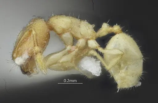 Carebara curvispina specimen ANTWEB1060557 image antweb1060557_3