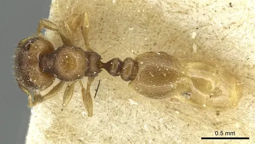 Carebara debilis specimen CASENT0913501 image casent0913501_1