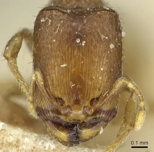 Carebara debilis specimen CASENT0913501 image casent0913501_2