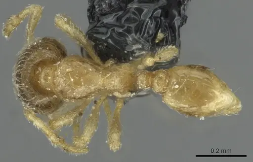 Carebara debilis specimen CASENT0913502 image casent0913502_1