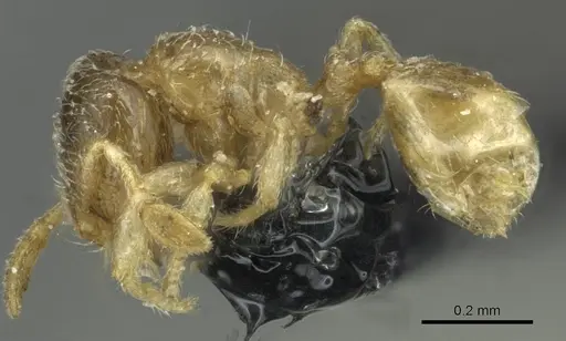 Carebara debilis specimen CASENT0913502 image casent0913502_3