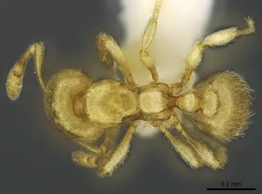 Carebara demeter specimen CASENT0192568 image casent0192568_1
