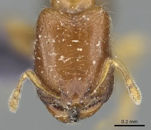 Carebara dentata specimen CASENT0906090 image casent0906090_2