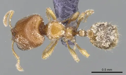 Carebara dentata specimen CASENT0906091 image casent0906091_1