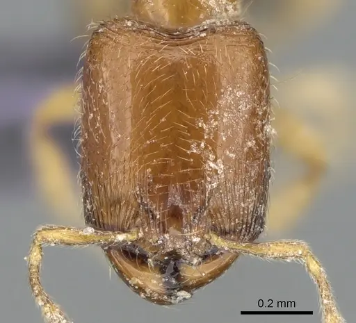 Carebara dentata specimen CASENT0906091 image casent0906091_2