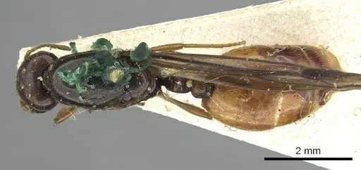 Carebara deponens specimen CASENT0902387 image casent0902387_1