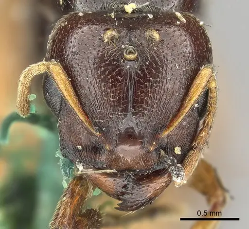 Carebara deponens specimen CASENT0902387 image casent0902387_2