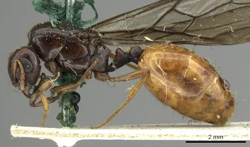 Carebara deponens specimen CASENT0902387 image casent0902387_3