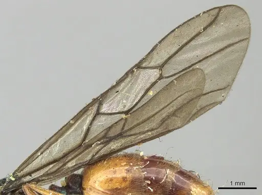 Carebara deponens specimen CASENT0902387 image casent0902387_4
