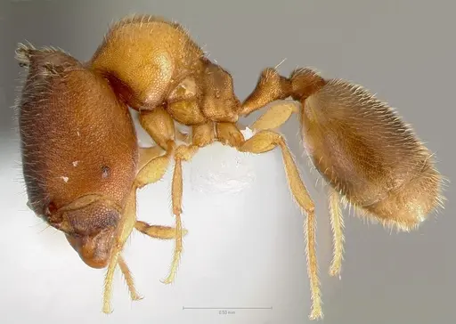 Carebara diabola specimen CASENT0409323 image casent0409323_3