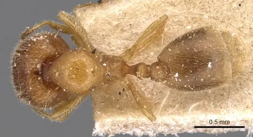Carebara diabola specimen CASENT0904663 image casent0904663_1
