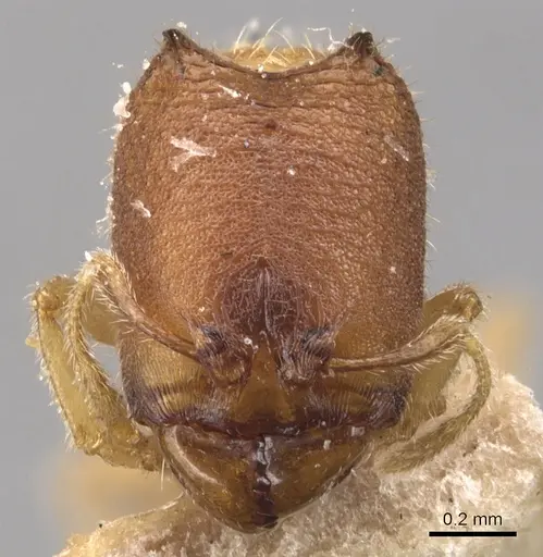 Carebara diabola specimen CASENT0904663 image casent0904663_2