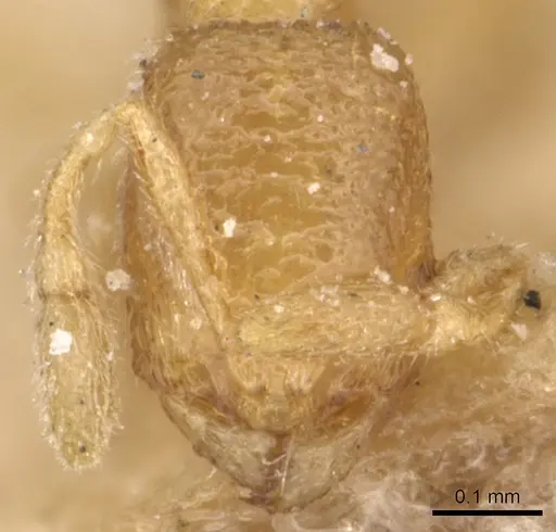 Carebara diabola specimen CASENT0904664 image casent0904664_2