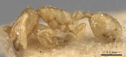 Carebara diabola specimen CASENT0904664 image casent0904664_3