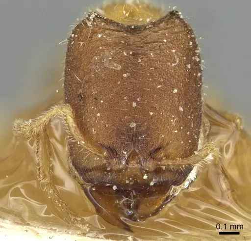 Carebara diabola specimen CASENT0913503 image casent0913503_2