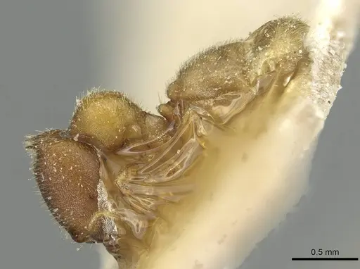 Carebara diabola specimen CASENT0913503 image casent0913503_3