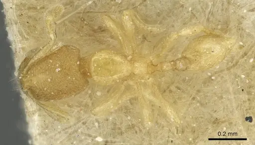Carebara diabola specimen CASENT0913504 image casent0913504_1