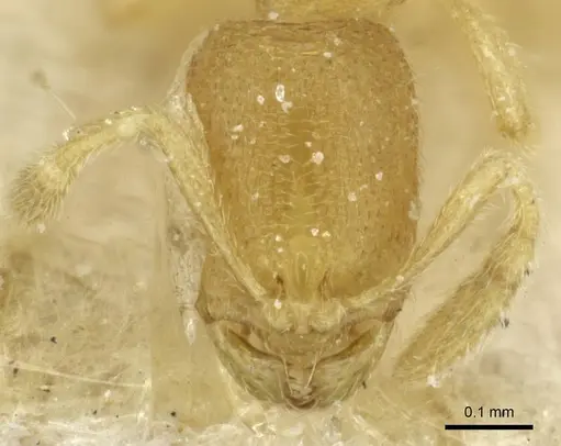 Carebara diabola specimen CASENT0913504 image casent0913504_2