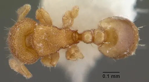 Carebara distincta specimen CASENT0010802 image casent0010802_1