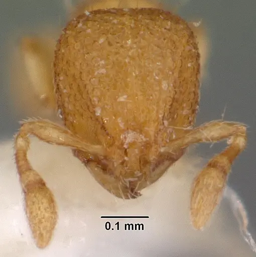 Carebara distincta specimen CASENT0010802 image casent0010802_2