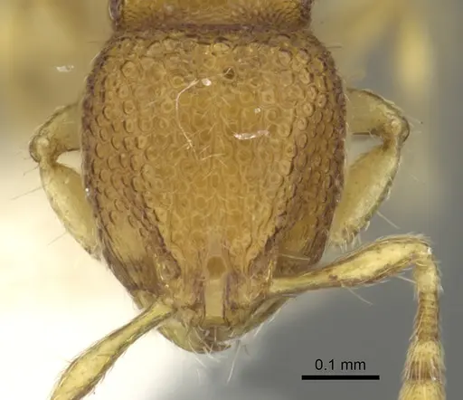 Carebara distincta specimen CASENT0902367 image casent0902367_2