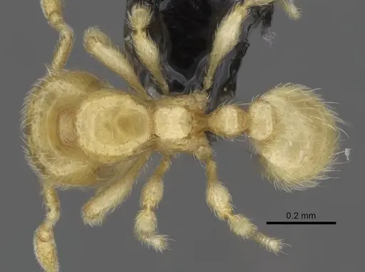 Carebara dota specimen CASENT0004055 image casent0004055_1