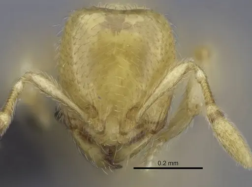 Carebara dota specimen CASENT0004055 image casent0004055_2