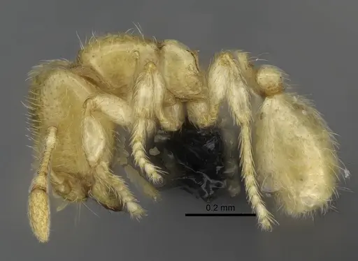 Carebara dota specimen CASENT0004055 image casent0004055_3