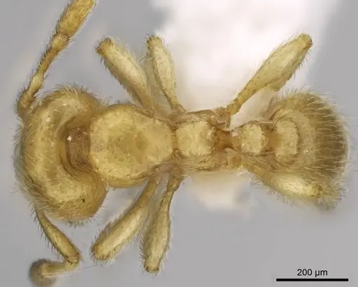 Carebara dota specimen CASENT0192570 image casent0192570_1