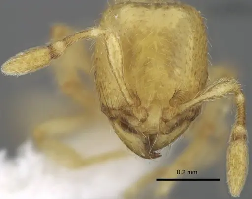 Carebara dota specimen CASENT0192570 image casent0192570_2