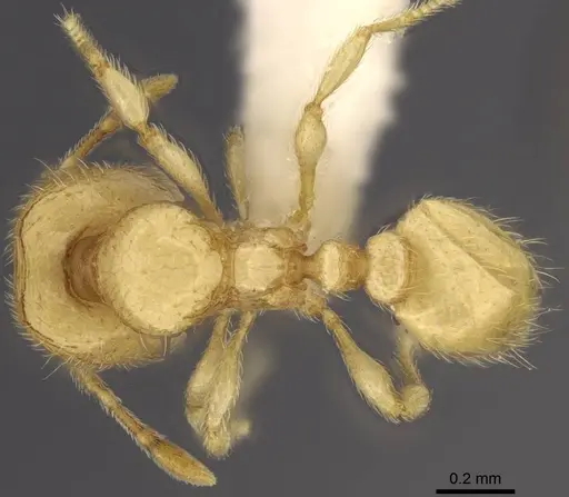 Carebara dota specimen CASENT0192623 image casent0192623_1
