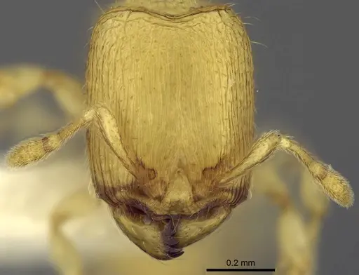 Carebara dota specimen CASENT0192623 image casent0192623_2