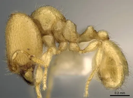 Carebara dota specimen CASENT0192623 image casent0192623_3