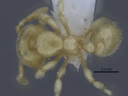 Carebara dota specimen CASENT0227023 image casent0227023_1