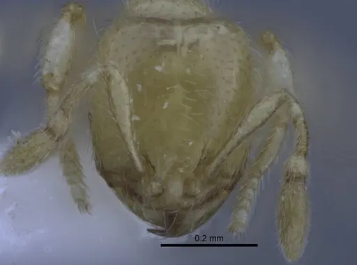 Carebara dota specimen CASENT0227023 image casent0227023_2