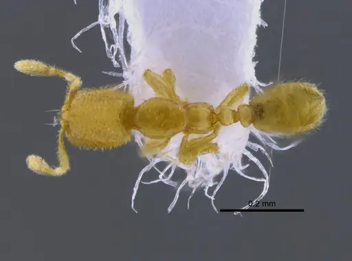 Carebara elongata specimen CBUMAGENT41902 image cbumagent41902_1