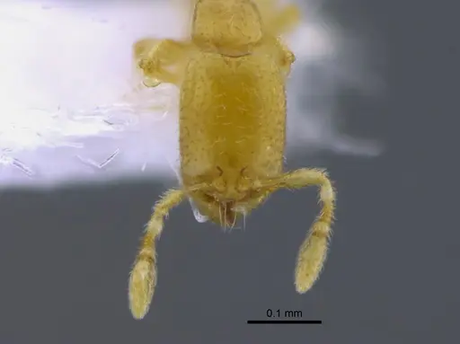 Carebara elongata specimen CBUMAGENT41902 image cbumagent41902_2