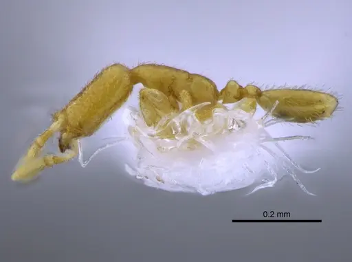 Carebara elongata specimen CBUMAGENT41902 image cbumagent41902_3