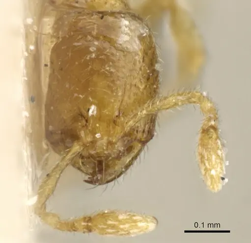 Carebara erythraea specimen CASENT0904666 image casent0904666_2