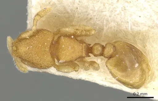 Carebara escherichi specimen CASENT0902375 image casent0902375_1